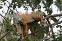 La Manzanilla tours (10).JPG